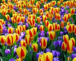 Tulip 'Stresa' -Beauty Flowers Shop tulip stresa 10