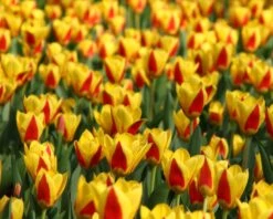 Tulip 'Stresa' -Beauty Flowers Shop tulip stresa 12