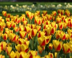 Tulip 'Stresa' -Beauty Flowers Shop tulip stresa 13