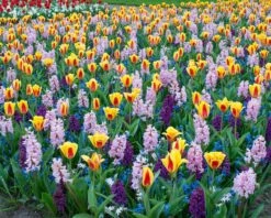 Tulip 'Stresa' -Beauty Flowers Shop tulip stresa 2