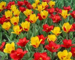 Tulip 'Stresa' -Beauty Flowers Shop tulip stresa 3