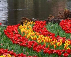 Tulip 'Stresa' -Beauty Flowers Shop tulip stresa 4