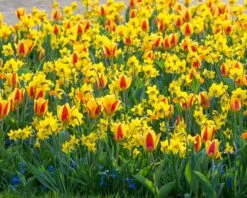 Tulip 'Stresa' -Beauty Flowers Shop tulip stresa 7