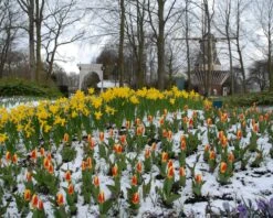 Tulip 'Stresa' -Beauty Flowers Shop tulip stresa 9