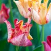 Tulip 'Striped Crown' 2 Tulip 'Striped Crown' -Beauty Flowers Shop tulip striped crown 00