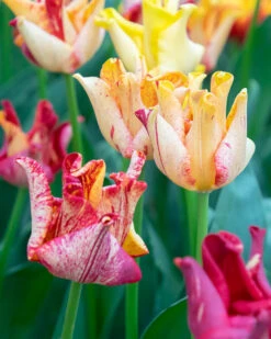 Tulip 'Striped Crown' -Beauty Flowers Shop tulip striped crown 01