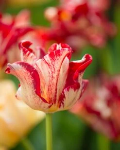 Tulip 'Striped Crown' -Beauty Flowers Shop tulip striped crown 1