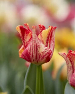 Tulip 'Striped Crown' -Beauty Flowers Shop tulip striped crown 10