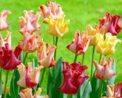 Tulip 'Striped Crown' -Beauty Flowers Shop tulip striped crown 2