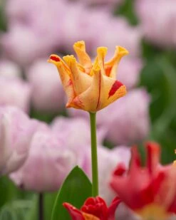 Tulip 'Striped Crown' -Beauty Flowers Shop tulip striped crown 4