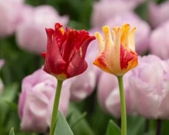 Tulip 'Striped Crown' -Beauty Flowers Shop tulip striped crown 5