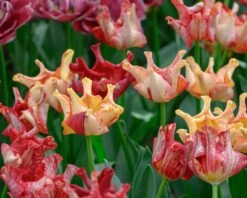 Tulip 'Striped Crown' -Beauty Flowers Shop tulip striped crown 6