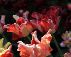 Tulip 'Striped Crown' -Beauty Flowers Shop tulip striped crown 7