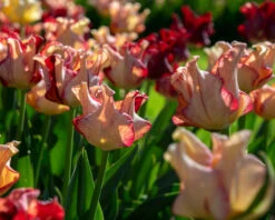 Tulip 'Striped Crown' -Beauty Flowers Shop tulip striped crown 8