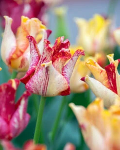 Tulip 'Striped Crown' -Beauty Flowers Shop tulip striped crown 9