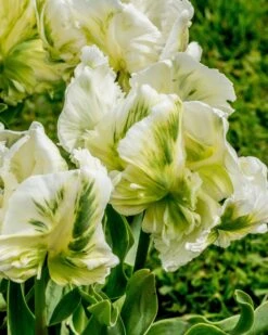 Tulip 'Super Parrot' 27 Tulip 'Super Parrot' -Beauty Flowers Shop tulip super parrot 1