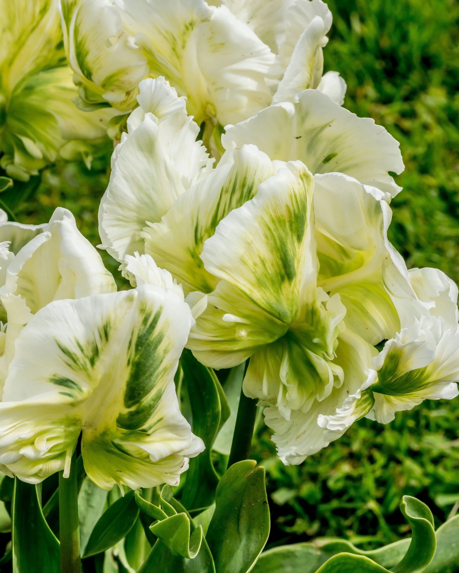 Tulip 'Super Parrot' 13 Tulip 'Super Parrot' - Image 11