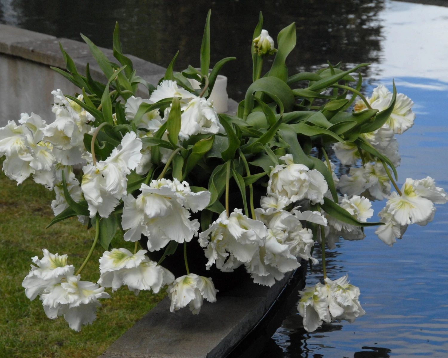 Tulip 'Super Parrot' 5 Tulip 'Super Parrot' - Image 3