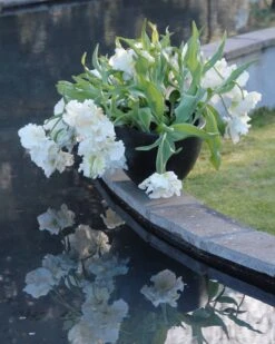 Tulip 'Super Parrot' 25 Tulip 'Super Parrot' -Beauty Flowers Shop tulip super parrot 11