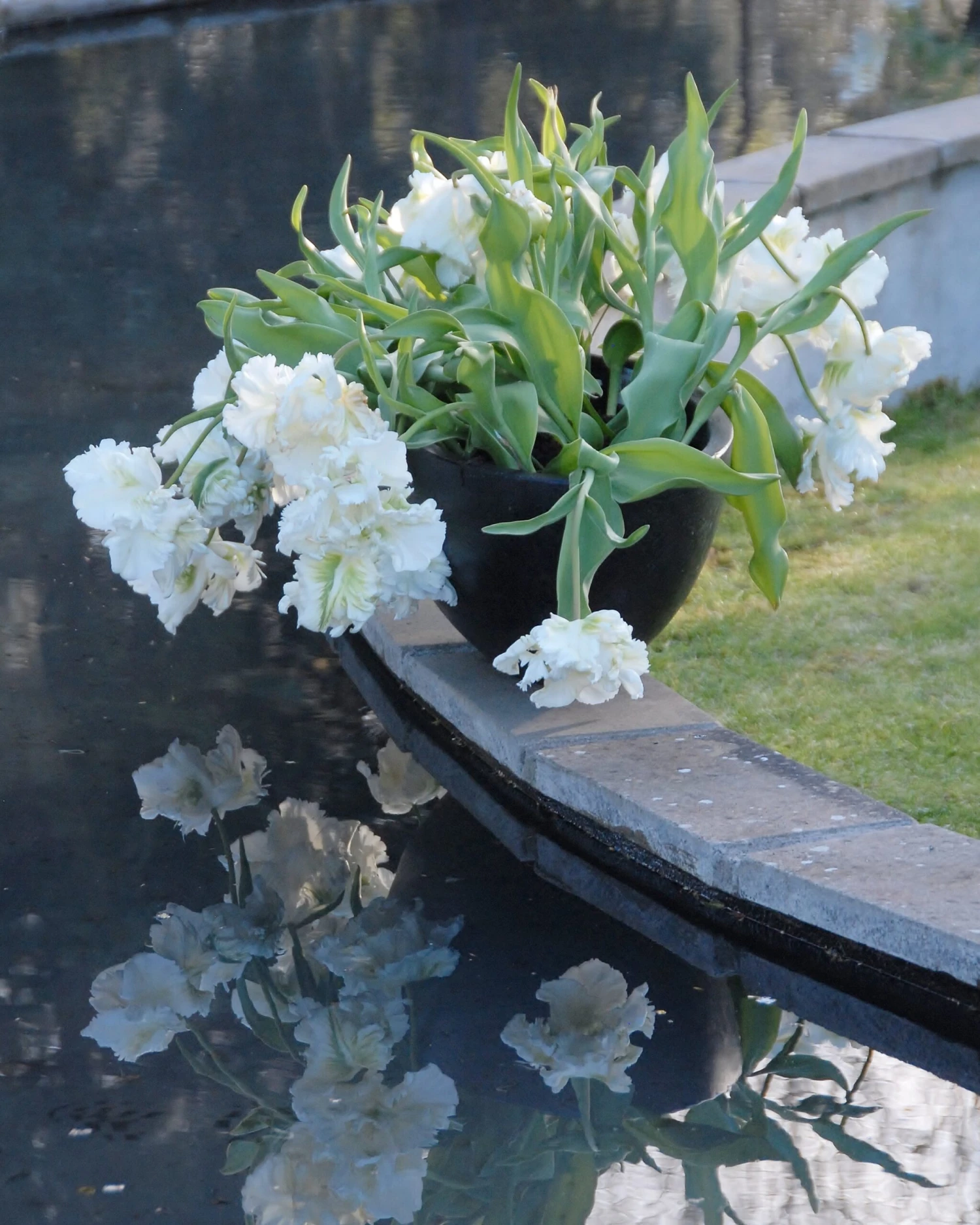 Tulip 'Super Parrot' 11 Tulip 'Super Parrot' - Image 9