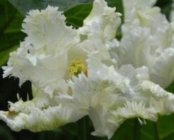 Tulip 'Super Parrot' 23 Tulip 'Super Parrot' -Beauty Flowers Shop tulip super parrot 13