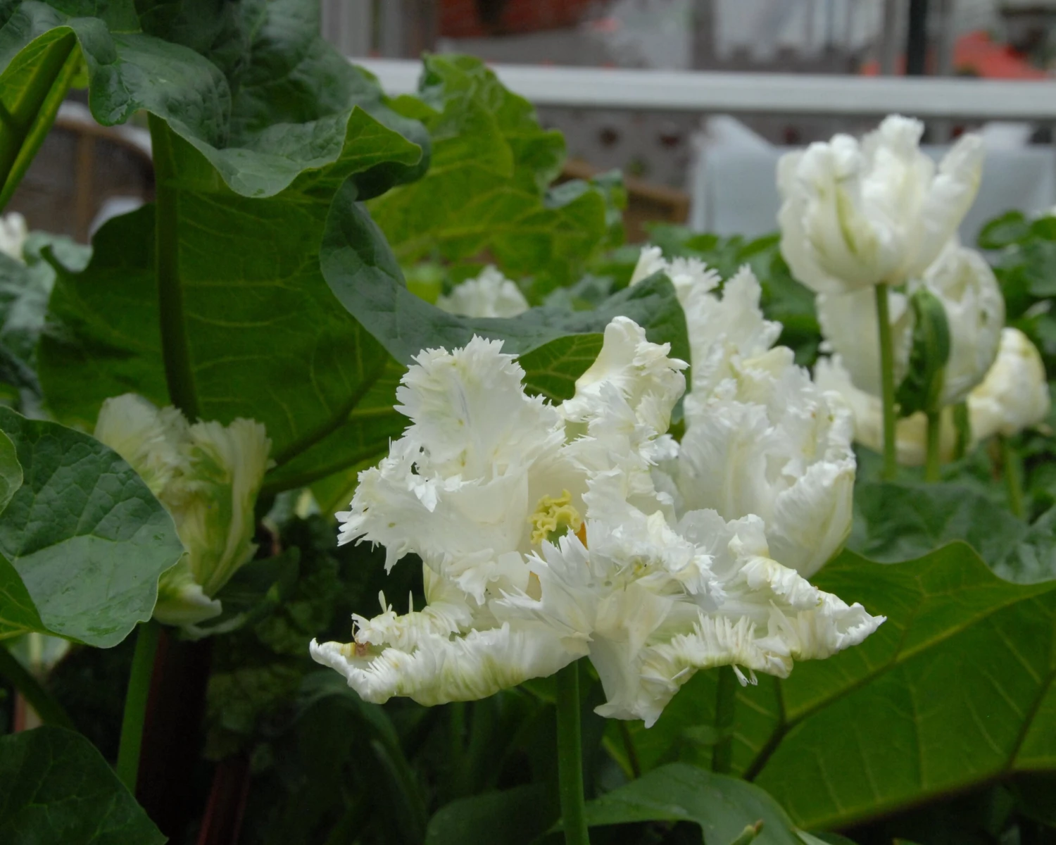 Tulip 'Super Parrot' 6 Tulip 'Super Parrot' - Image 4