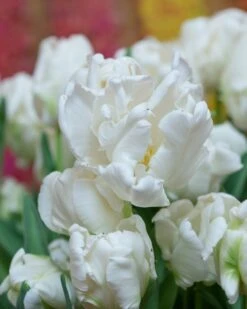 Tulip 'Super Parrot' 26 Tulip 'Super Parrot' -Beauty Flowers Shop tulip super parrot 15