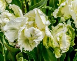 Tulip 'Super Parrot' 24 Tulip 'Super Parrot' -Beauty Flowers Shop tulip super parrot 2