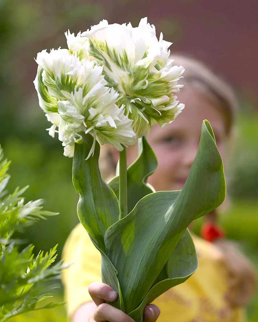 Tulip 'Super Parrot' 4 Tulip 'Super Parrot' - Image 2