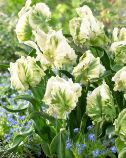 Tulip 'Super Parrot' 22 Tulip 'Super Parrot' -Beauty Flowers Shop tulip super parrot 5