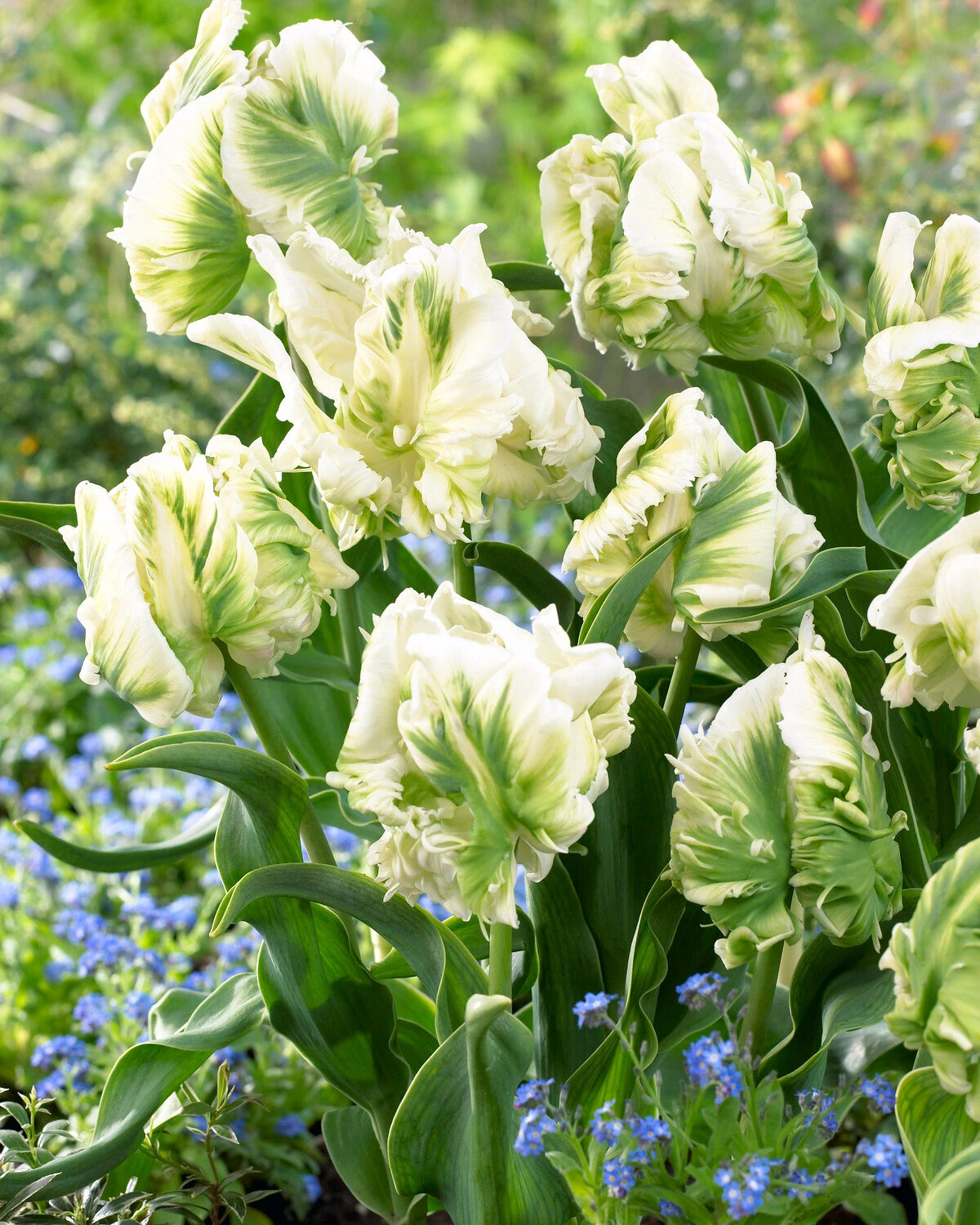 Tulip 'Super Parrot' 8 Tulip 'Super Parrot' - Image 6