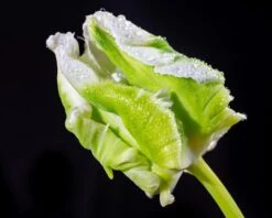 Tulip 'Super Parrot' 28 Tulip 'Super Parrot' -Beauty Flowers Shop tulip super parrot 6