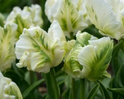 Tulip 'Super Parrot' 29 Tulip 'Super Parrot' -Beauty Flowers Shop tulip super parrot 7