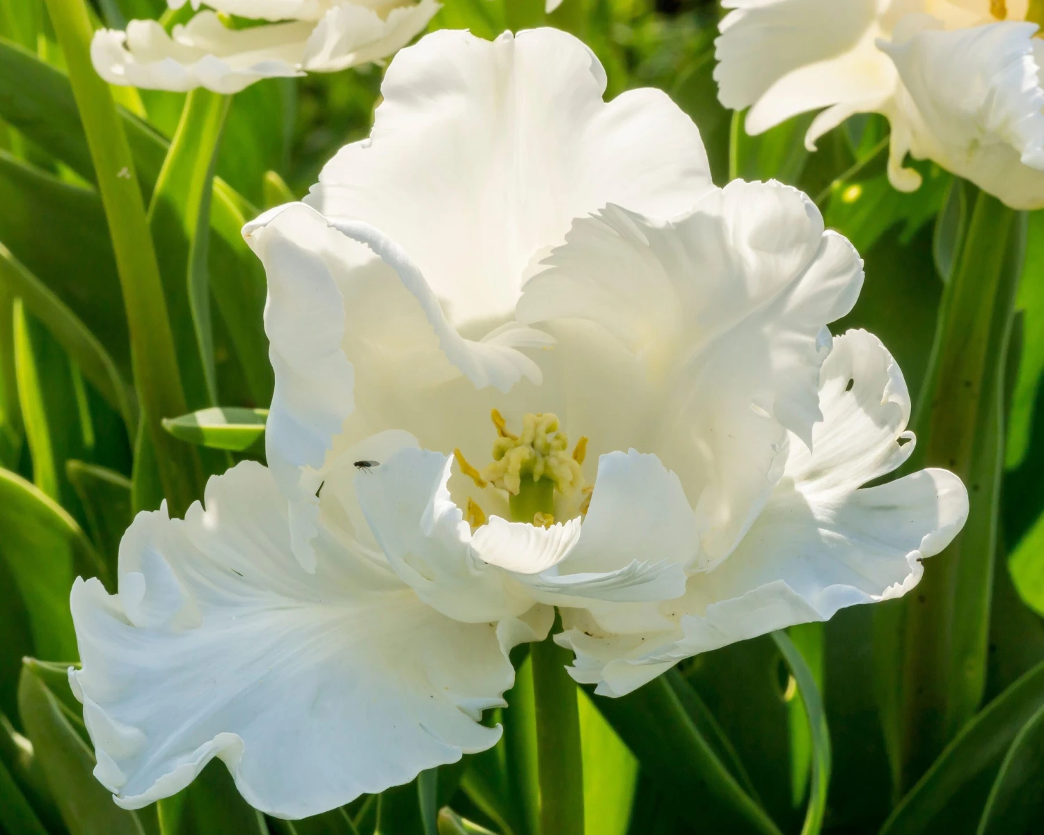 Tulip 'Super Parrot' 16 Tulip 'Super Parrot' - Image 14