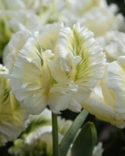 Tulip 'Super Parrot' 31 Tulip 'Super Parrot' -Beauty Flowers Shop tulip super parrot 9