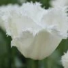 Tulip 'Swan Wings' 2 Tulip 'Swan Wings' -Beauty Flowers Shop tulip swan wings 1