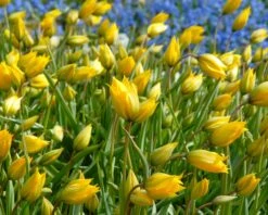 Tulip Sylvestris -Beauty Flowers Shop tulip sylvestris 2