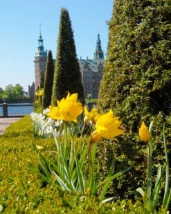 Tulip Sylvestris -Beauty Flowers Shop tulip sylvestris 3