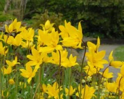 Tulip Sylvestris -Beauty Flowers Shop tulip sylvestris 5
