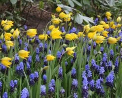 Tulip Sylvestris -Beauty Flowers Shop tulip sylvestris 7