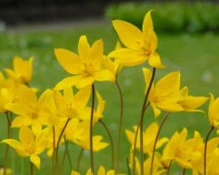Tulip Sylvestris -Beauty Flowers Shop tulip sylvestris 8