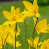 Tulip Sylvestris 2 Tulip Sylvestris -Beauty Flowers Shop tulip sylvestris 9