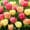 Tulip Collection 'Symbiose Pastels' 2 Tulip Collection 'Symbiose Pastels' -Beauty Flowers Shop tulip symbiose pastels 2