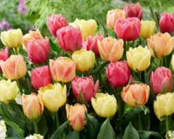 Tulip Collection 'Symbiose Pastels' 7 Tulip Collection 'Symbiose Pastels' -Beauty Flowers Shop tulip symbiose pastels 3