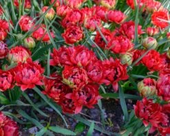 Tulip 'Tête-a-Tête' -Beauty Flowers Shop tulip tete a tete 5