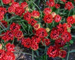 Tulip 'Tête-a-Tête' -Beauty Flowers Shop tulip tete a tete 6