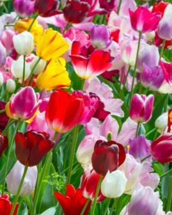 Featured Products 1 Tulip 'Triumph Mixed'