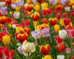 Featured Products -Beauty Flowers Shop tulip triumph mixed colours 2