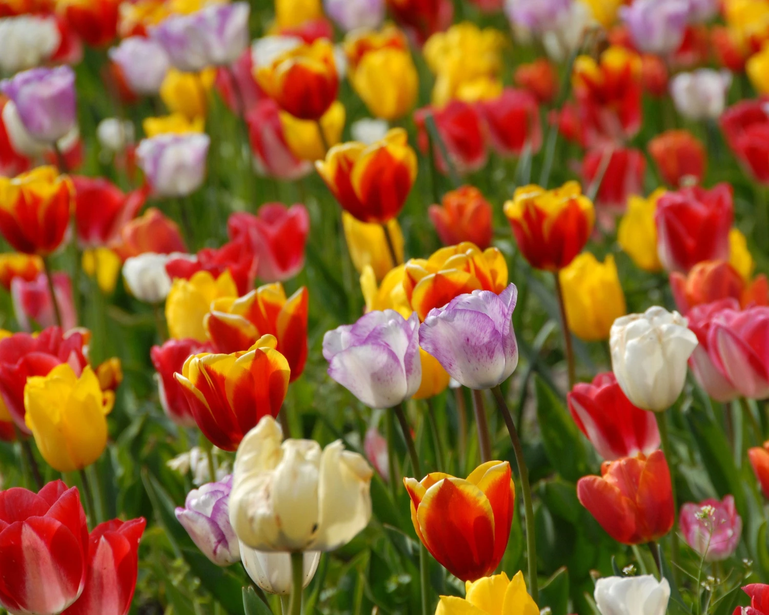 Tulip 'Triumph Mixed' 4 Tulip 'Triumph Mixed' - Image 2