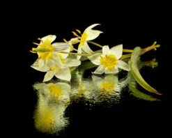 Tulip Turkestanica 25 Tulip Turkestanica -Beauty Flowers Shop tulip turkestanica 11